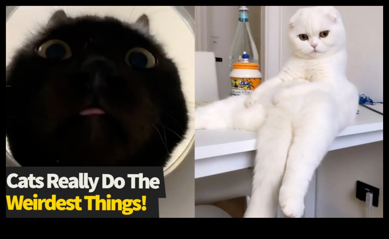 Comedie astrofică cu pisici Momente hilare ale pisicii surprinse de camera 2 Comedie astrofică cu pisici: Momente hilare ale pisicii surprinse de camera