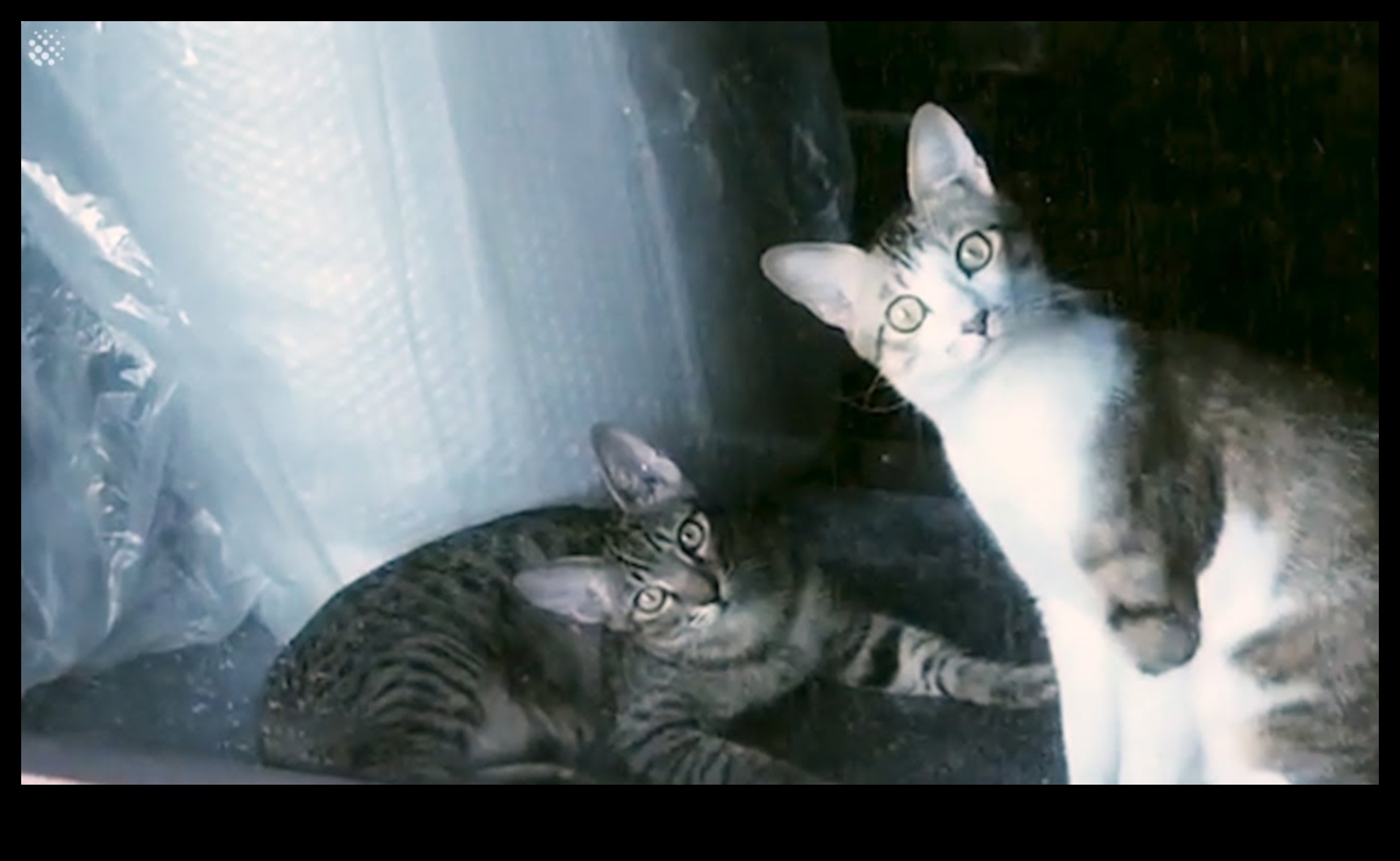 Comedie astrofică cu pisici Momente hilare ale pisicii surprinse de camera 4 Comedie astrofică cu pisici: Momente hilare ale pisicii surprinse de camera