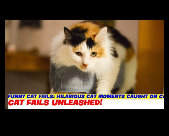 Comedie astrofică cu pisici Momente hilare ale pisicii surprinse de camera 5 Comedie astrofică cu pisici: Momente hilare ale pisicii surprinse de camera