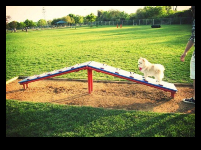 Loc de joacă pentru căței: construirea unei curți sigure și stimulatoare