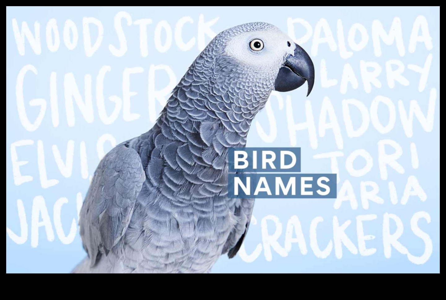 Moda prietenilor cu pene a continuat: Păstrează-ți pasărea elegantă