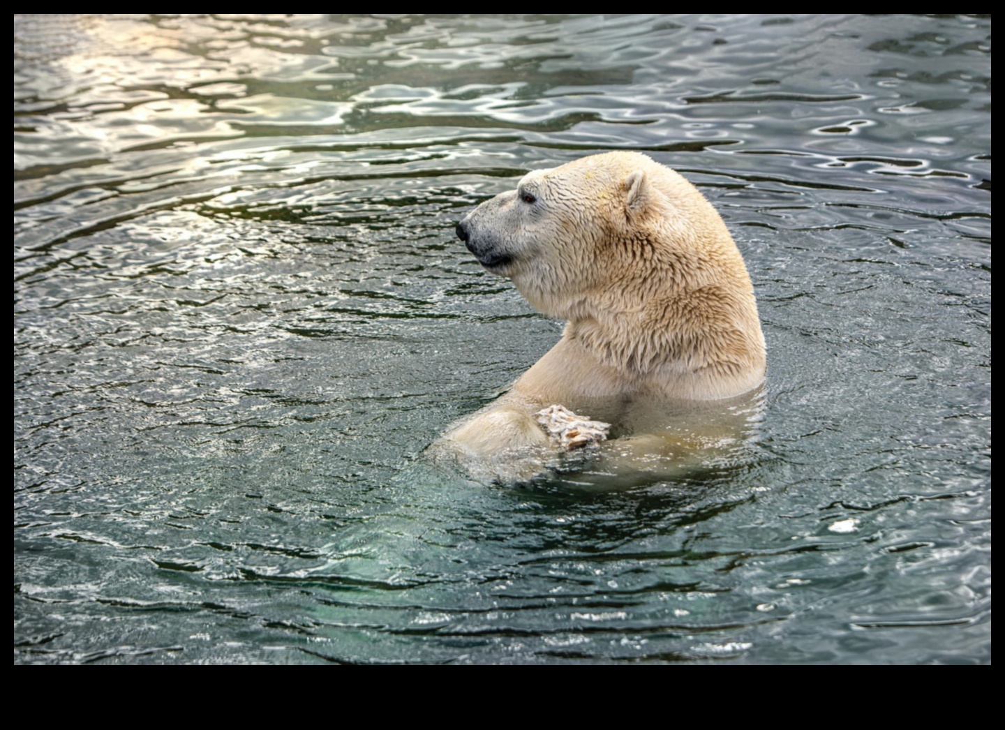 Minuni ale vieții sălbatice: surprinderea majestății naturii cu stiluri de fotografiere cu animale