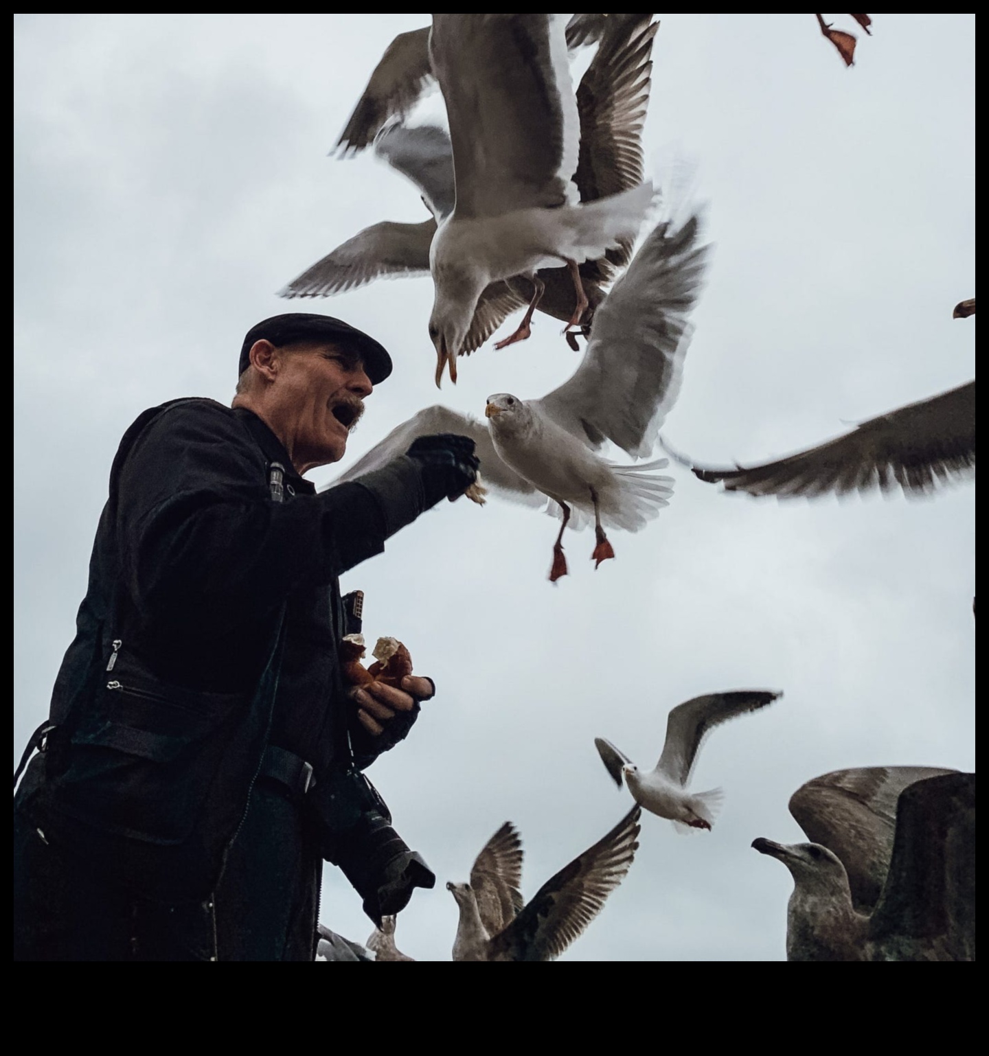 Minuni ale vieții sălbatice: surprinderea majestății naturii cu stiluri de fotografiere cu animale