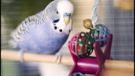 Jucării cu păsări DIY: activități de îmbogățire pentru prietenii tăi cu pene