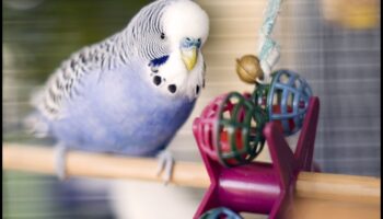 Jucării cu păsări DIY: activități de îmbogățire pentru prietenii tăi cu pene