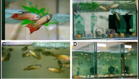 Acvatic Architects Continuare: Cuiburi de pește și case în detaliu