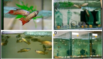 Acvatic Architects Continuare: Cuiburi de pește și case în detaliu