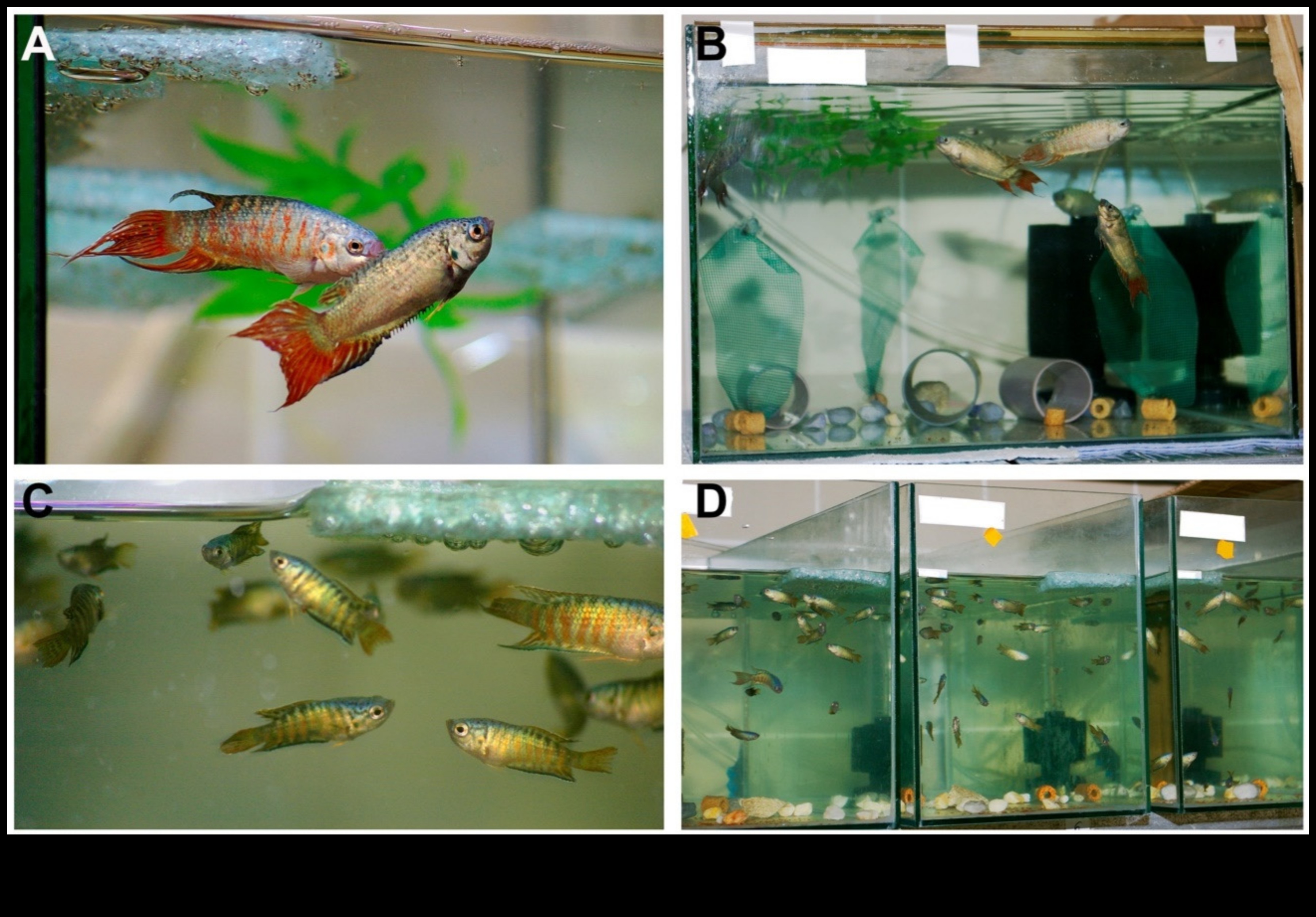 Acvatic Architects a continuat în detaliu cuiburi și case de pește 1 Acvatic Architects Continuare: Cuiburi de pește și case în detaliu