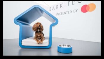 Barkitecture 101: Crearea unei case prietenoase pentru câini