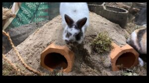 Clădirea Bunny Burrow: ascunzători de bricolaj pentru iepuri