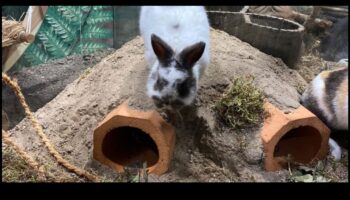 Clădirea Bunny Burrow: ascunzători de bricolaj pentru iepuri