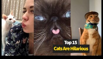 Comedie astrofică cu pisici: Momente hilare ale pisicii surprinse de camera