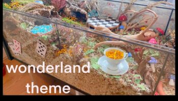 Crearea unui Țara Minunilor hamsterilor: Medii tematice pentru implicare