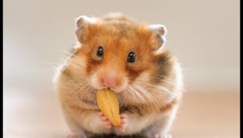 Ziua spa pentru hamsteri: îngrijirea și răsfățarea animalului dvs. de companie