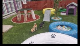 Loc de joacă pentru căței: construirea unei curți sigure și stimulatoare