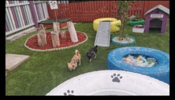 Loc de joacă pentru căței: construirea unei curți sigure și stimulatoare