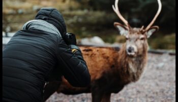 Minuni ale vieții sălbatice: surprinderea majestății naturii cu stiluri de fotografiere cu animale