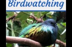 Puterea vindecătoare a observației păsărilor: beneficii terapeutice