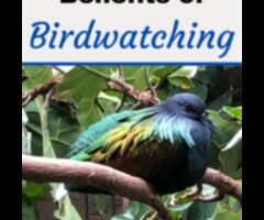 Puterea vindecătoare a observației păsărilor: beneficii terapeutice