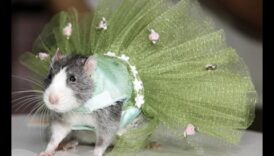 Pista rozătoare: accesorii la modă pentru animalele de companie mici