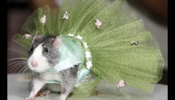 Pista rozătoare: accesorii la modă pentru animalele de companie mici